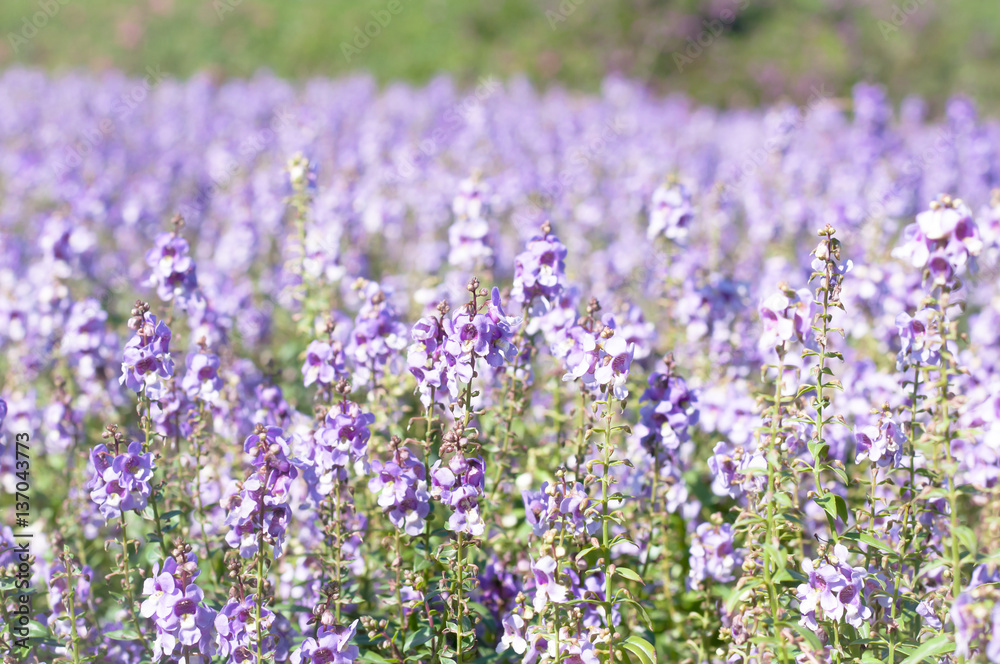 the purple forget me not flower field on sunny beautiful day the purple forget me not flower field on sunny beautiful day