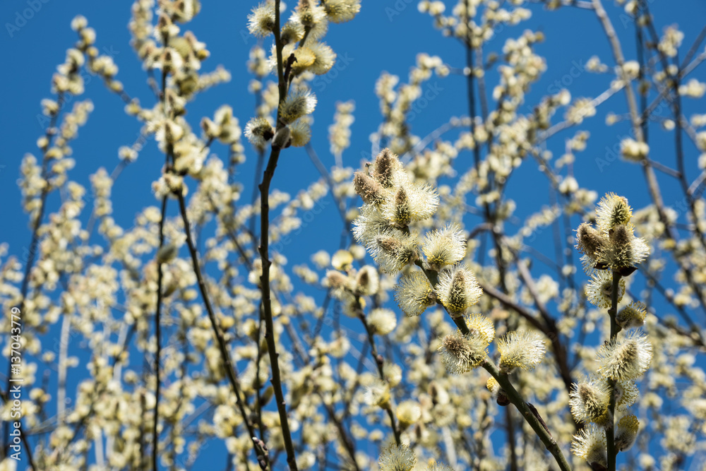 Spring natural background - yellow buds of Salix caprea goat willow. Flowering goat willow (Salix caprea) in spring Spring natural background - yellow buds of Salix caprea goat willow. Flowering goat willow (Salix caprea) in spring