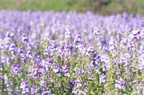 the purple forget me not flower field on sunny beautiful day