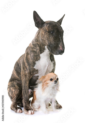 brown bull terrier and chihuahua