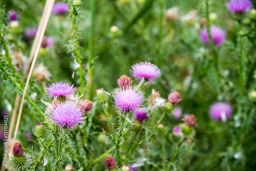 Field with Silybum marianum  Milk Thistle    Medical plants.