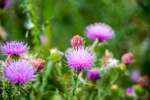 Field with Silybum marianum (Milk Thistle) , Medical plants.