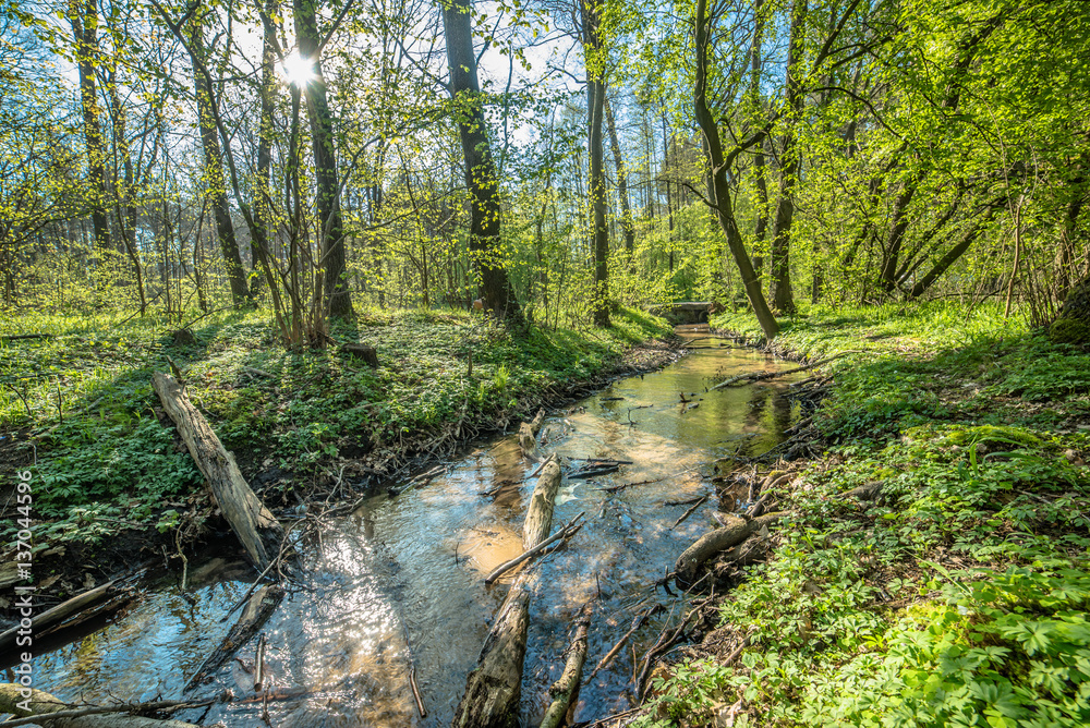 Green forest and river, spring forest landscape Green forest and river, spring forest landscape