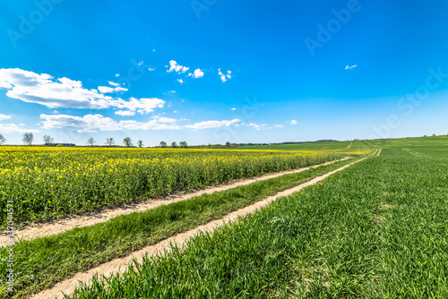 Yellow field of rapeseed and cereal at dirt road landscape  Poland