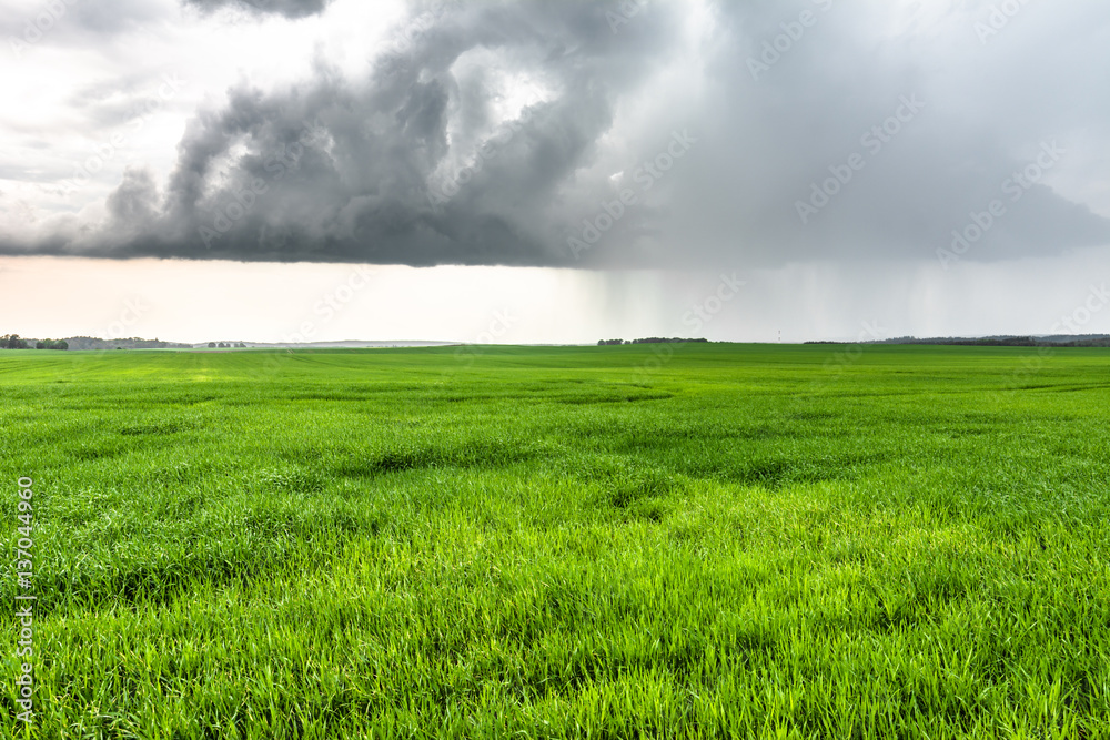 Landscape of green field in spring. Cereal grass cultivation on farmland, agricultural scenery Landscape of green field in spring. Cereal grass cultivation on farmland, agricultural scenery