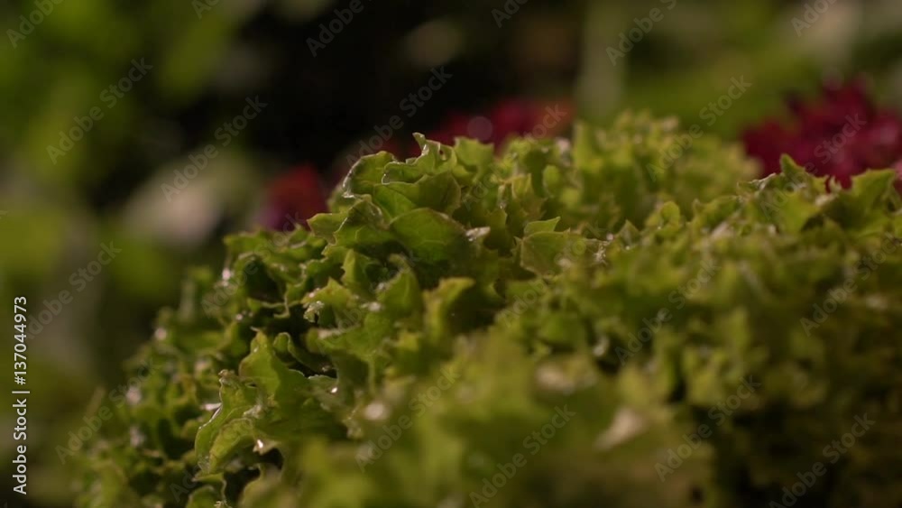 closeup in slow motion fresh and savory salad in the pouring rain closeup in slow motion fresh and savory salad in the pouring rain