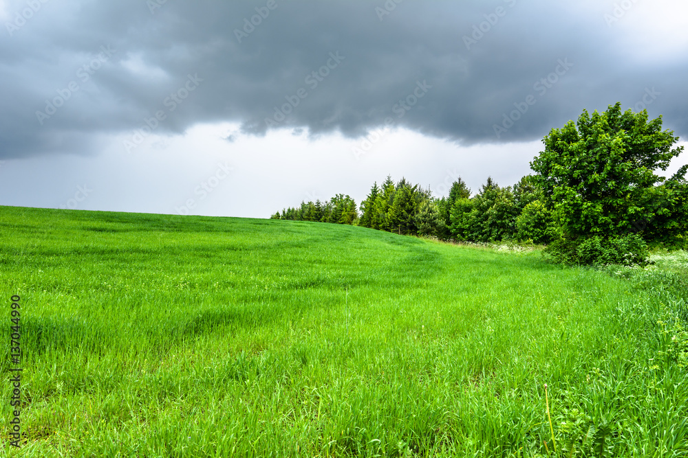Green field, landscape, spring meadow with grass. Green field, landscape, spring meadow with grass.