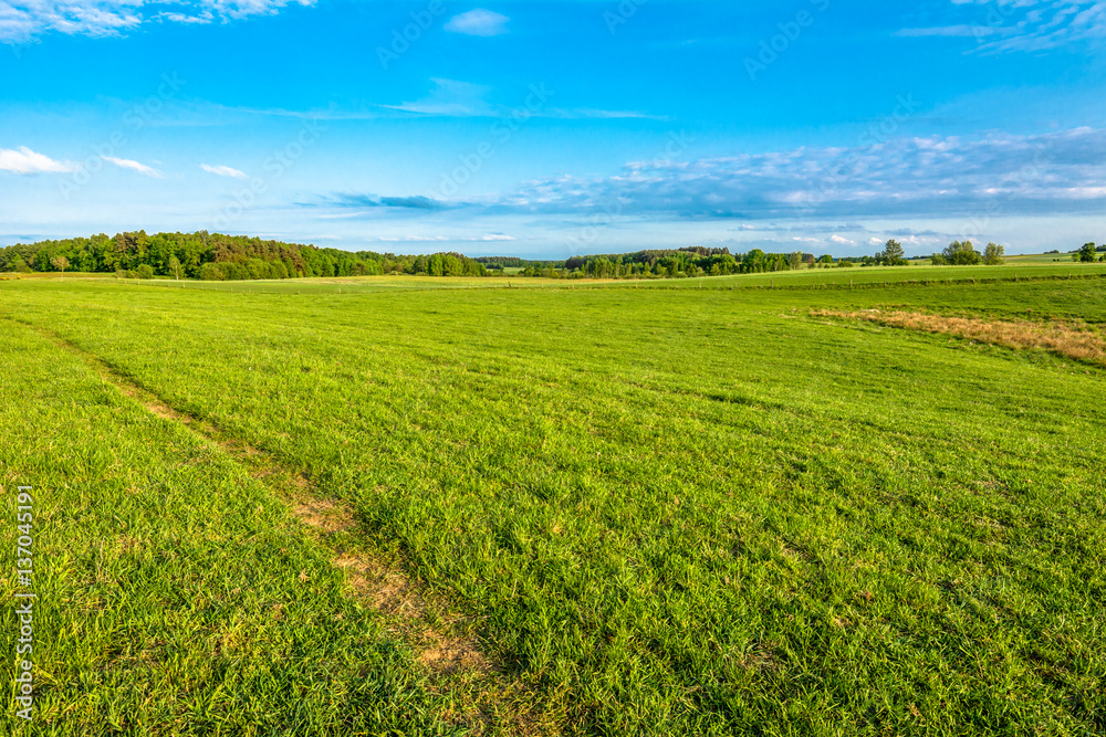 Landscape of field with green grass and sky