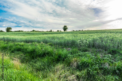 Field of grass  green meadow in spring  landscape