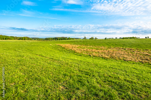 Landscape of field with green grass in spring
