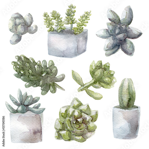 watercolor succulent green plants collection illustration, isolated on white background photo