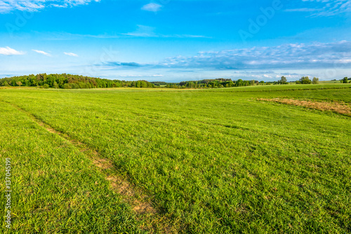 Landscape of field with green grass and sky