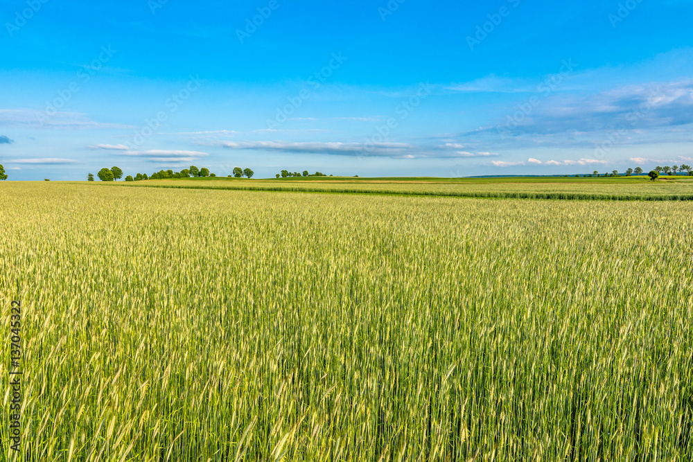 Landscape of field with cereal, rural scene of farming in Europe