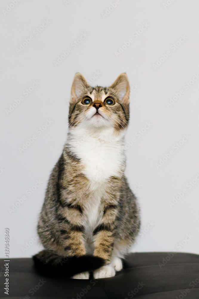 Obraz premium kitten