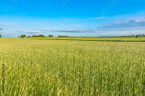 Landscape of field with cereal  rural scene of farming in Europe