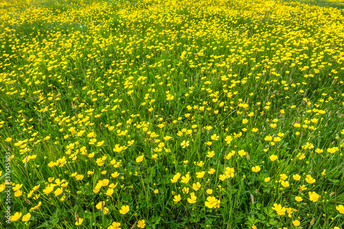 Spring green grass background with yellow flowers on meadow