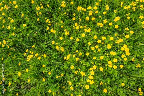 Fototapeta Naklejka Na Ścianę i Meble -  Yellow flowers, texture, green grass on spring meadow