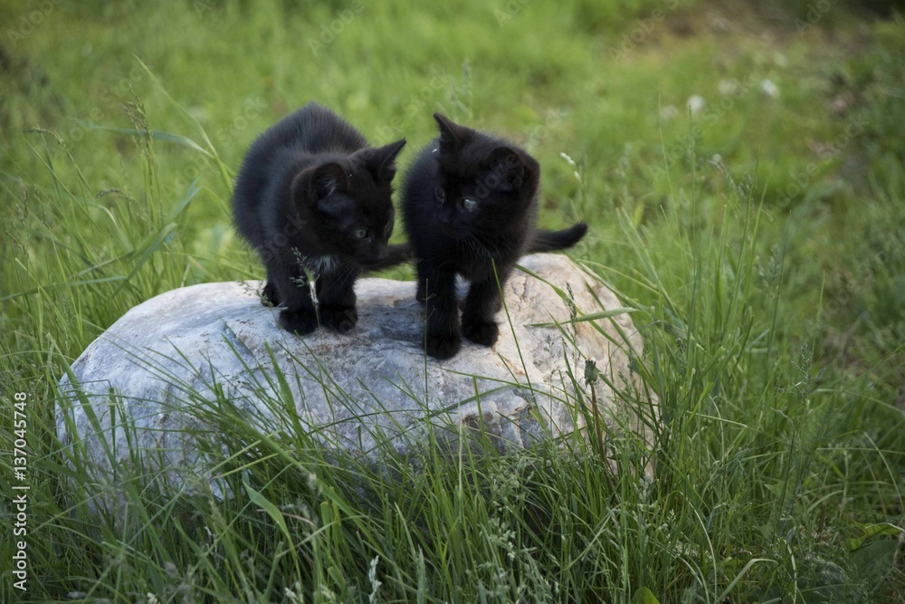 Black kittens on the stone in the green grass background. Black kitten outdoors. Black kittens on the stone in the green grass background. Black kitten outdoors.