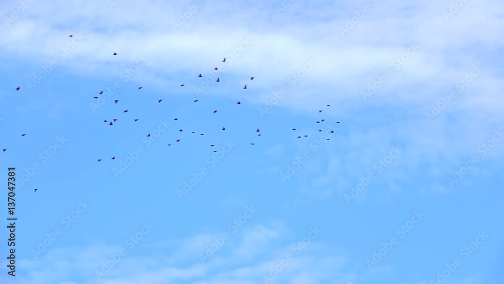 Birds flying in blue sky. Nature background with wildlife.