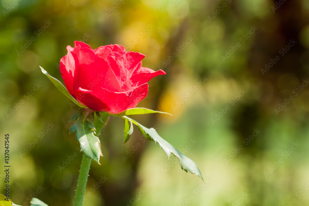 Obraz premium rose flower