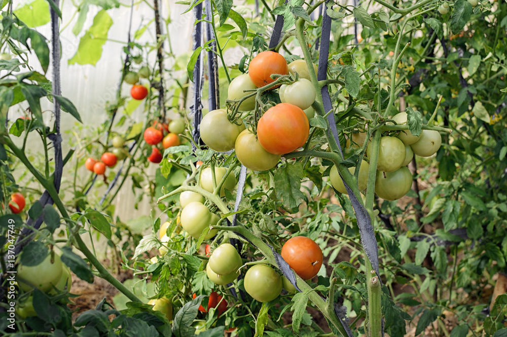 Red and green tomatoes growing in a greenhouse in the sprigs summer