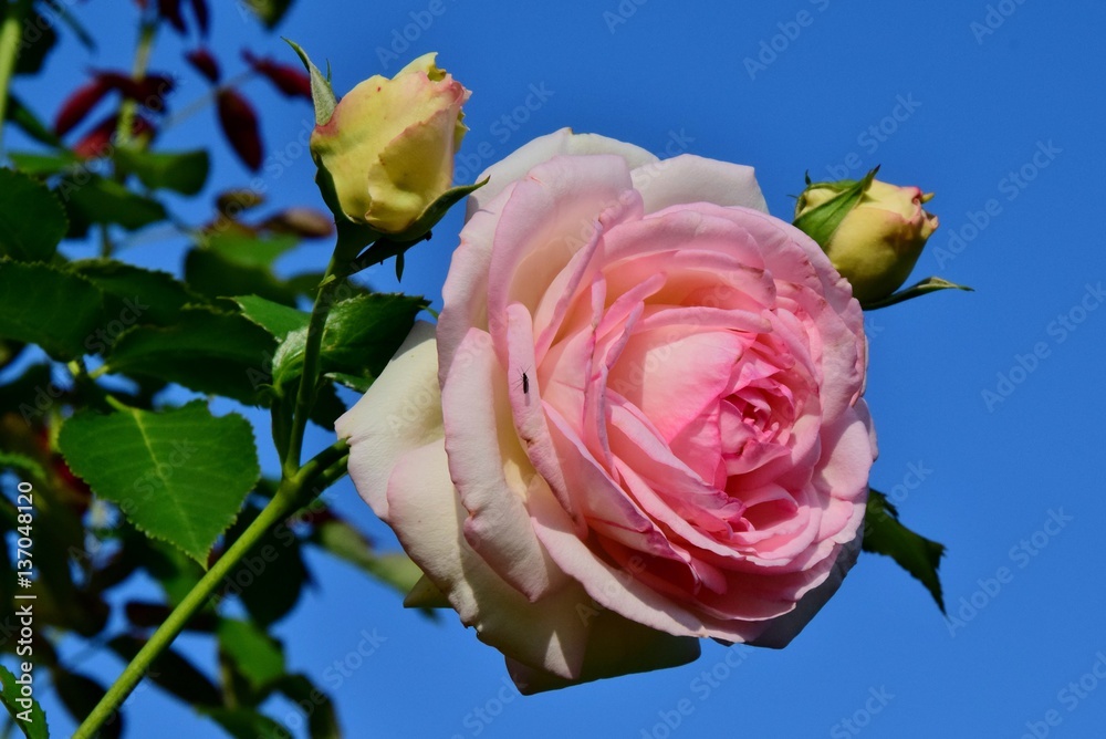 Eine Blüte und zwei Knospen der Rose "Herberstein" vor tiefblauem Himmel  (Nahaufnahme) Stock-Foto | Adobe Stock