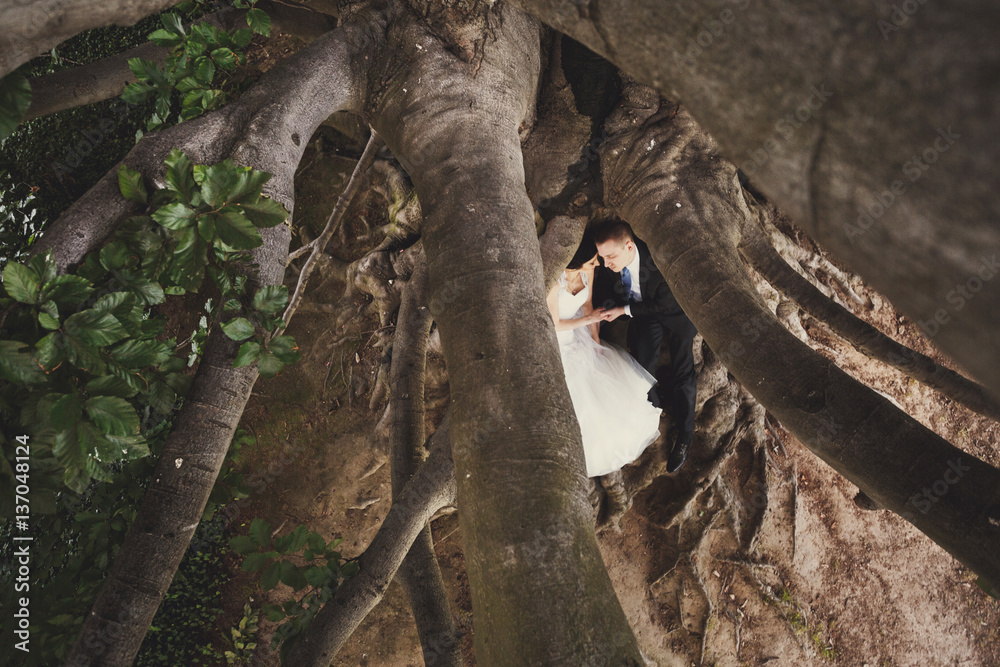 beautiful newlyweds on the bark of a wonderful tree