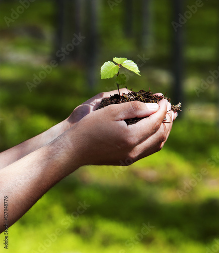 Pflanze in der Hand