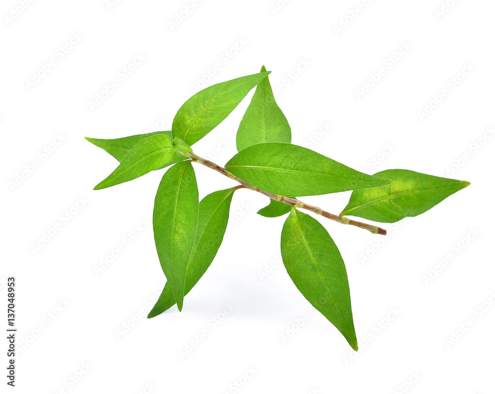 Vietnamese mint isolated on white background