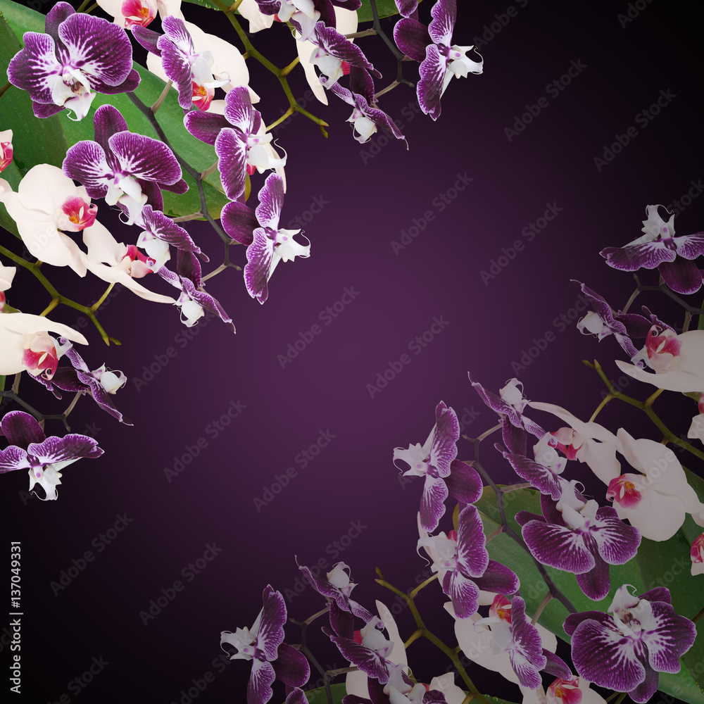 Beautiful floral background of white and purple orchids Stock Photo