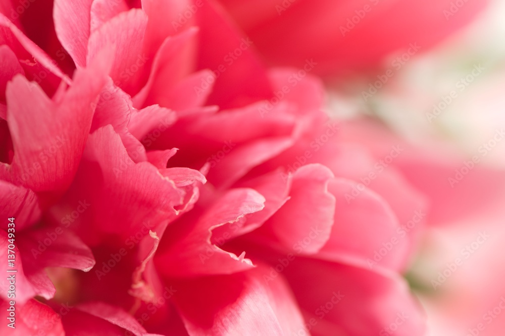 Closeup of fresh pink peony flowers with gradient defocus. Card with space for text