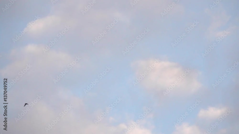One bird flying in blue sky. Nature background with wildlife. One bird flying in blue sky. Nature background with wildlife.