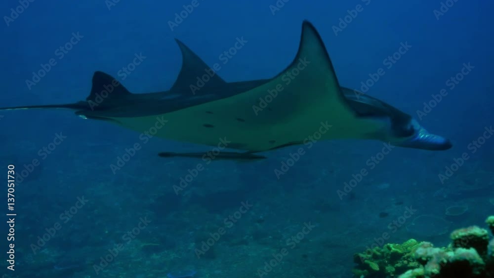 A manta ray, Manta birostris A manta ray, Manta birostris