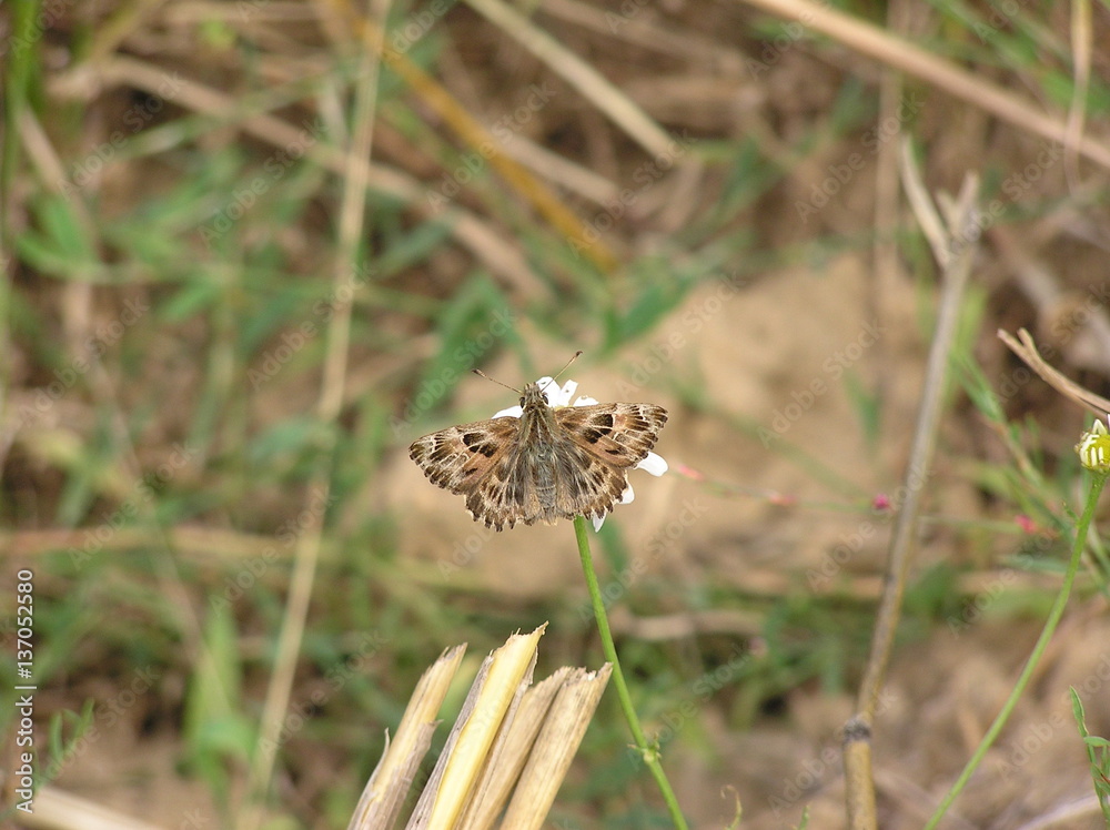 carcharodus alceae