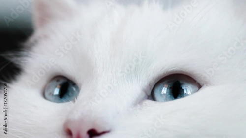 blue-eyed white fluffy cat