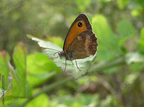 erebia eathiops photo