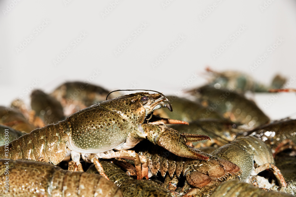 Alive crayfish isolated on white background, live crayfish closeup, fresh crayfish. Beer snacks, river crayfish. Alive crayfish isolated on white background, live crayfish closeup, fresh crayfish. Beer snacks, river crayfish.