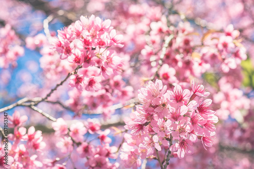 Cherry Blossom trees in spring  The wild himalayan cherry