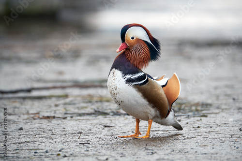 mandarin duck at llangorse lake, in brecon beacons national park