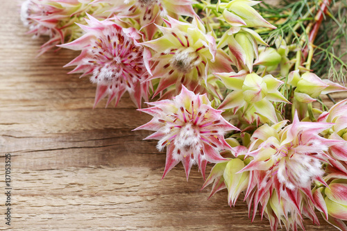 Serruria florida (blushing bride) flower on wood photo