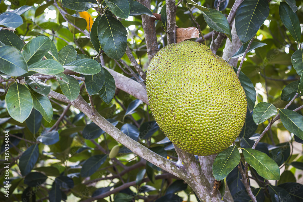 Jackfruit on tree and their leaf in background. Jackfruit on tree and their leaf in background.