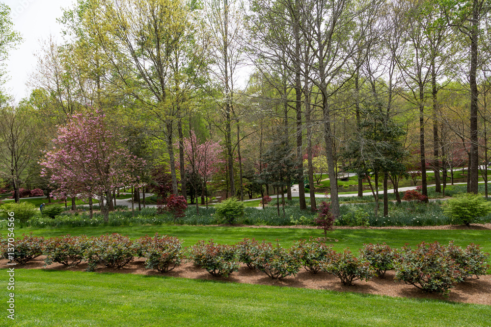 Obraz premium Lake Beyond Rose Garden