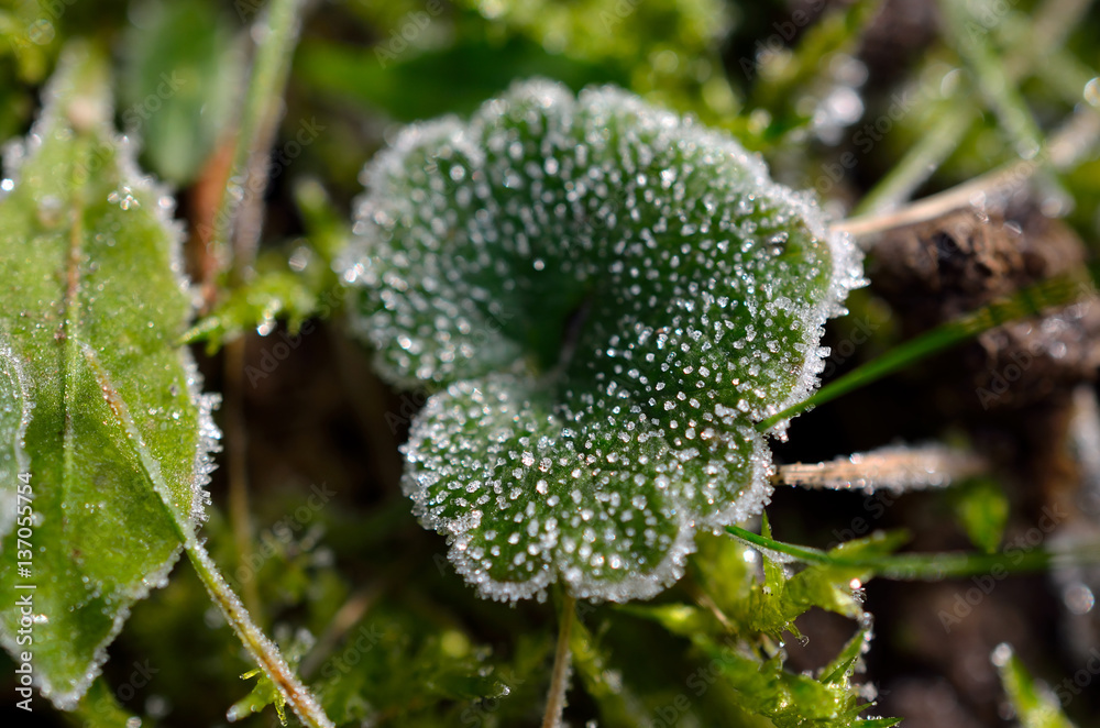 Morgentau gefroren auf Blatt Morgentau gefroren auf Blatt