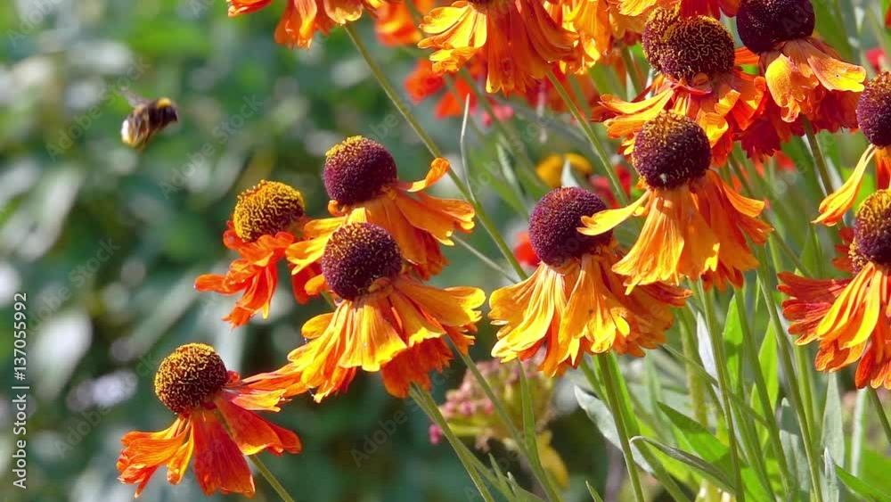 Bumblebee flying to flower collecting nectar. Nature slow motion film clip of pollination.
