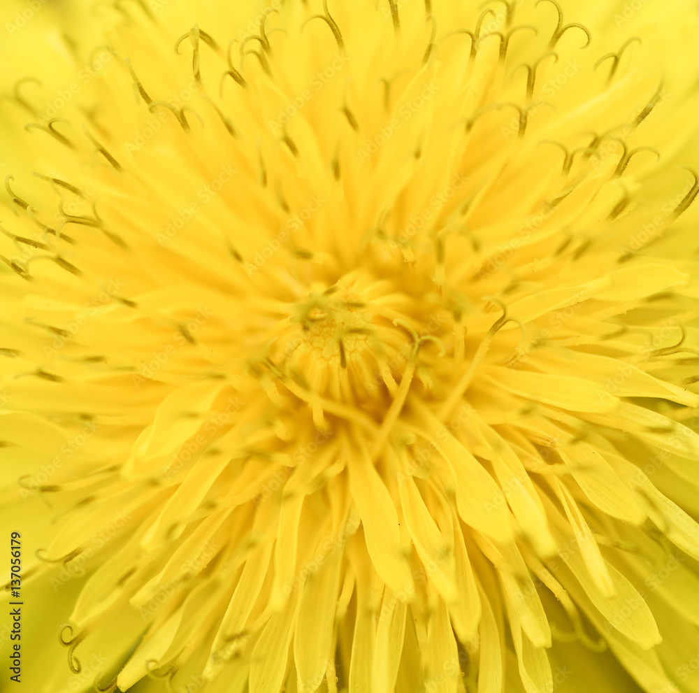 Bright yellow dandelion close up. Floral spring background. Top view of bright yellow dandelion, closeup shallow focus photo. Spring flowers. Bright yellow dandelion close up. Floral spring background. Top view of bright yellow dandelion, closeup shallow focus photo. Spring flowers.