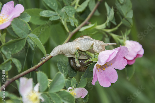 Summer in the woods on a branch of wild rose crawling snail.