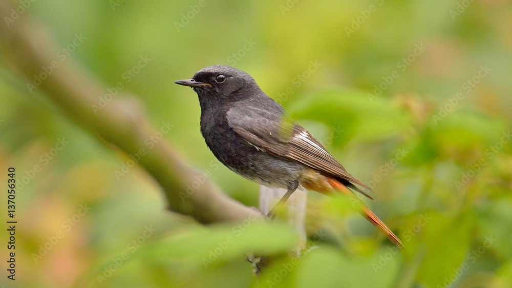 Amsel im Garten
