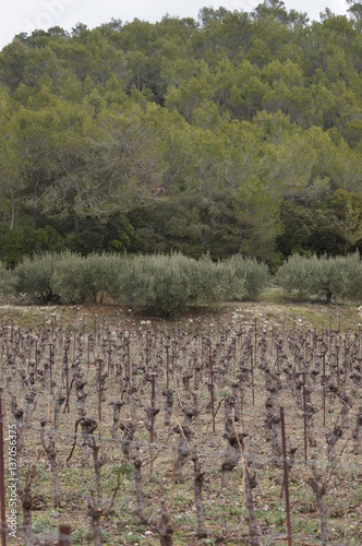 Vignoble enclavé dans une forêt