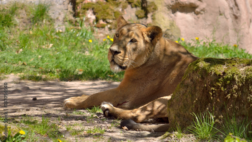 Fototapeta premium Löwe im Schatten