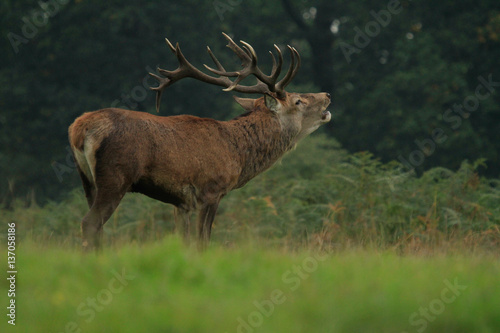 Red Deer Stag at Dusk  Bushy Park